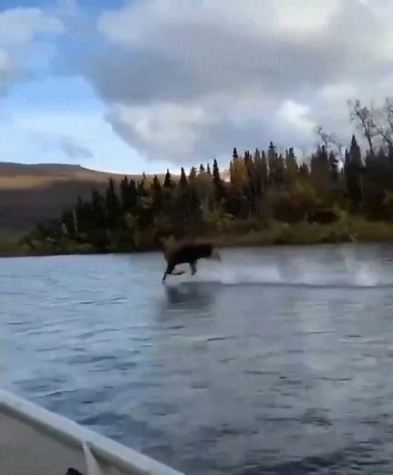 Moose running across the river - on the water