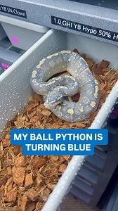 1.8K reactions · 62 shares | MY BALL PYTHON IS TURNING BLUE | BALLS of FURY | Facebook