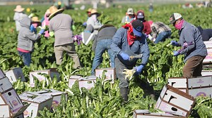 New California campaign aims to inform farmworkers about labor rights amid COVID-19 pandemic