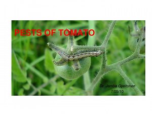 PESTS OF TOMATO - SlideServe