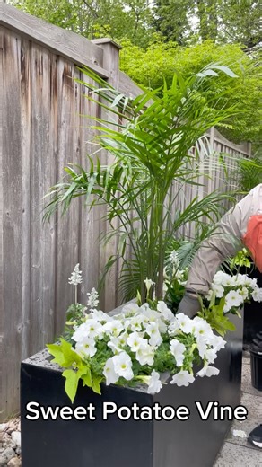 2.4K views · 6.1K reactions | When working with large planters, scale...