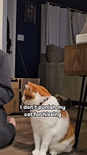 Hissing doesn’t mean your cat is mean — it’s one of the many ways cats communicate. A hiss is a warning, a request for space, or a way to say, “I’m uncomfortable right now.” It’s their version of setting a boundary. Too often, people label cats as “aggressive” or “bad” for hissing, but in reality, it’s just information. They’re telling you how they feel so the situation doesn’t have to escalate. Learning to respect that communication builds trust and helps your cat feel safe. When we stop seeing
