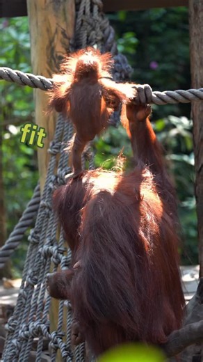 Echo Of Ecology on Instagram: "The orangutan Rambutan is attempting to climb. Credit:呋咿fit #orangutan #animals #animalshorts #wildlifeonearth #naturelovers"
