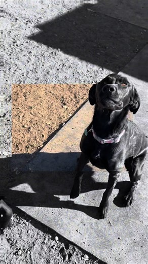 Today’s boarding crew had a blast showing off their jumping skills—those post-jump faces say it all! Does your pet have a fun trick to share? Drop a pic or video of your dog, cat, lizard, or bird in action below. Lets see those moves!