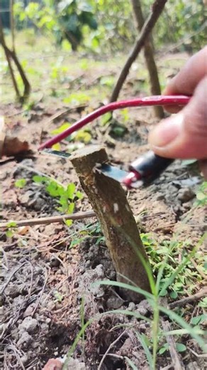 Tree Cutting Made Simple