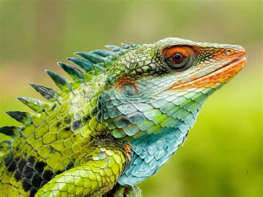 大鳞树蜥 Calotes grandisquamis