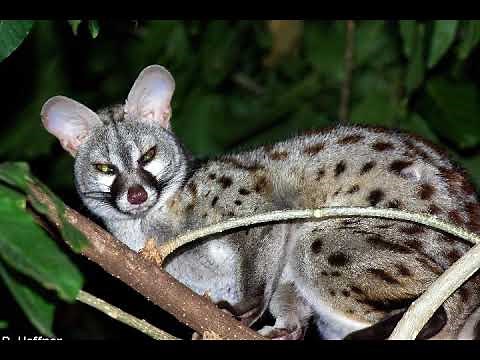 LA GENETTE COMUNE description animale #1 (images de Luc Souret)