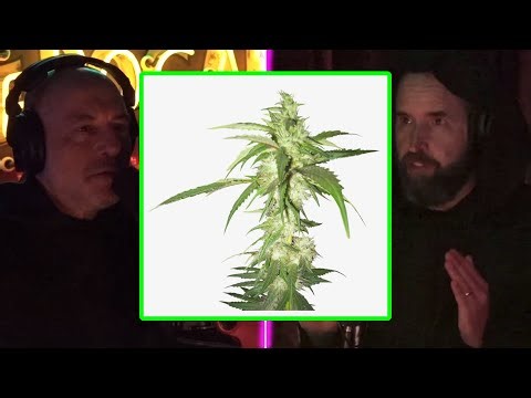 Duncan Trussell Teaches Joe Rogan How To Get Over WEED PARANOIA | JRE 1953