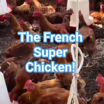This French Chicken Is Changing Farming Forever! 🇫🇷🐔 | Sasso Chicken Explained