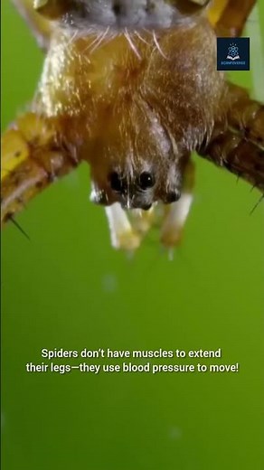 Amazing & Mind-Blowing Facts About Spiders!