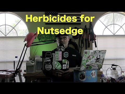 Best Herbicides for Nutsedge | Yellow Nutsedge | Kyllinga | Green Kyllinga | Water Grass