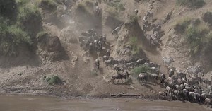 Wildebeest crossing Mara River during the Great Migration in the Masai Mara, Kenya, Africa