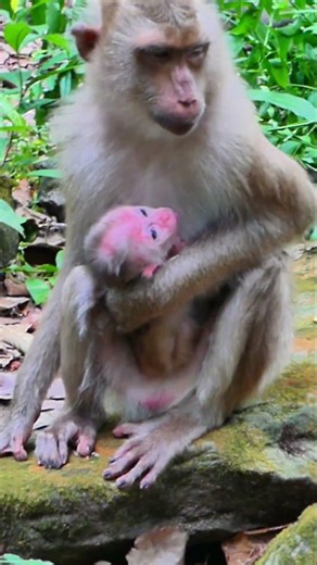 #animals #monkeysr #monkey