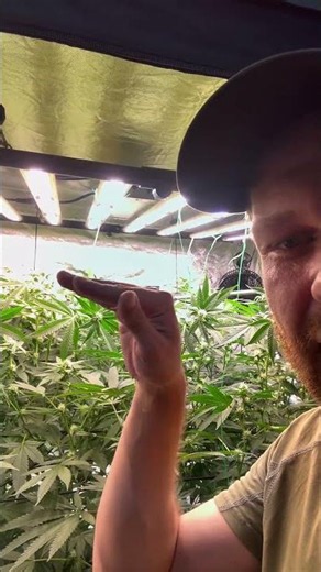 RDWC außer Kontrolle?! 😳 Supercropping in Woche 3 🌱 #plants #viral #garden #rdwc #trending #RDWC
