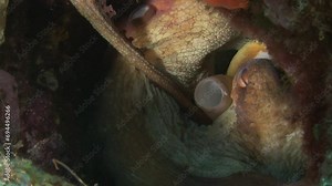 Captivating close-up of octopus mating, with the male's tentacles tenderly embracing the female, highlighting this fascinating moment of marine reproduction