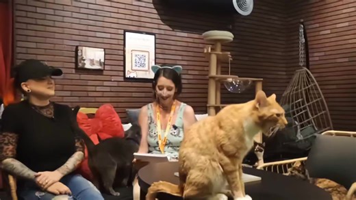 Today our Entertainment media reporter Nikole Lawson with The Muskingum Mediator sat down with Erica the owner of Chatty Cat Cafe. It was a wonderful experience and we even got to hang out with some adorable kitties available for adoption | The Muskingum Mediator