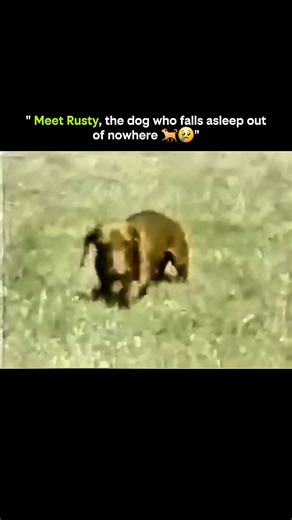 courteous007 on Instagram: "Meet Rusty — the dog who falls asleep out of nowhere, living with narcolepsy. 🐶 This video shows moments where Rusty suddenly collapses into sleep, not from tiredness, but because his brain can’t properly regulate wakefulness. Canine narcolepsy is a neurological condition that causes sudden loss of muscle control, often triggered by excitement, happiness, or stress. Rusty is fully conscious at first, but his body simply shuts down. While it looks alarming, the condit