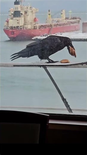 “Hard Work + Intelligence = Success | Crow’s Viral Moment”#SmartCrow#HardWork#Intelligence#viral