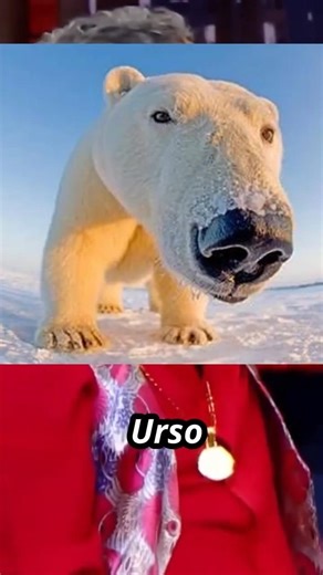 Piada do Urso GALANTE... #humor #engraçado #comico #funny #comédia #standup #cortes #piadasrapidas