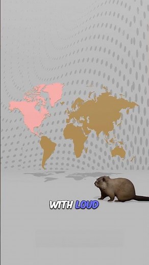 Hoary Marmot Facts | The Whistling Giant of the Mountains