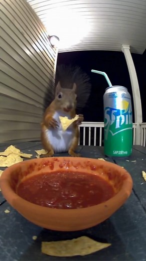 Squirrel vs tortilla with hot sauce🐿️🔥😍 #Funny #funnyvideos #viralreel #funnyreels #cuteanimals | Hello Quick recipes
