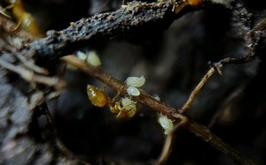 尖尾蚁(Acropyga sp.)以及与其共生的蚧壳虫