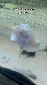 I would like to see the baby (stingray) 🥰 | SEA LIFE Brighton