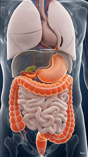 Seacum (Cecum) in 3D | Human Digestive System Anatomy