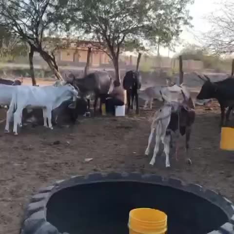 Cattle Interacting in a Rural Farm Environment