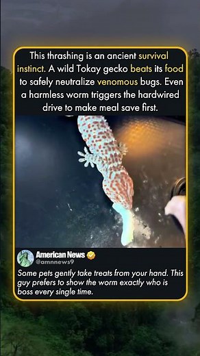 GECKO ANCIENT INSTINCTS
