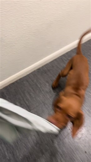 Shark Dog: The Playful Hungarian Vizsla Puppy