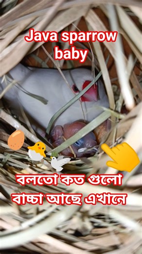 White java birds with baby java 🥚🕊️❤️#birds #javasparrow #javabirds #birdsvideo #birdsounds #shorts