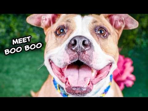 Boo Boo is looking for her forever home ❤️