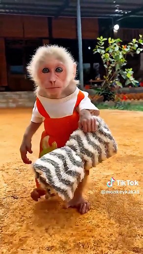 Monkey's Adorable Bedtime Routine