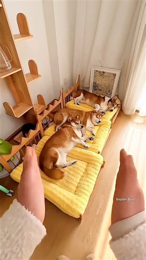 This girl loves her dogs so much.#shorts #viral