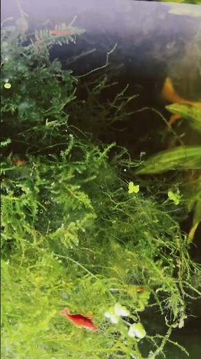 Java moss is beautiful, Christmas moss is trying to grow