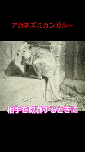アカネズミカンガルーとはどんな生き物か