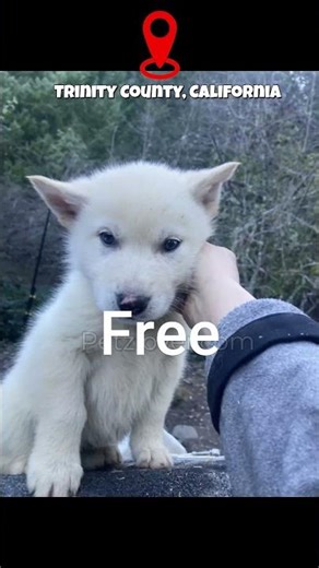 FREE to Adopt! Aiyana the Stunning Wolfdog Puppy🐺✨