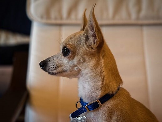 Deer Head Chihuahua Breed Info: An Owner’s Guide