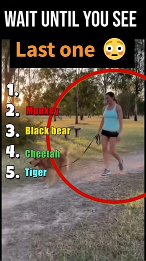 Top Animal Attacks on Humans… Until Dogs Save the Day! #wildanimals #doghero #animalshorts