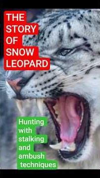 The Story of Snow Leopard