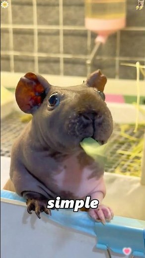 Rescuing a hairless guinea pig #animals #didyouknow #knowledge #amazing #cute