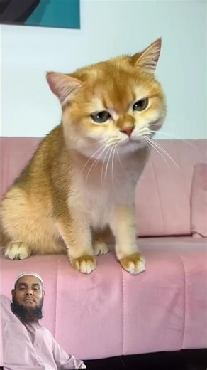 #cat #cats #pets #funny #cats #ekmotahathighumechala #viral #cat #comedy #catcartoon #cute