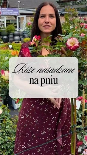 Róże nasadzane na pniu. Jak poradzić sobie z długimi łodygami