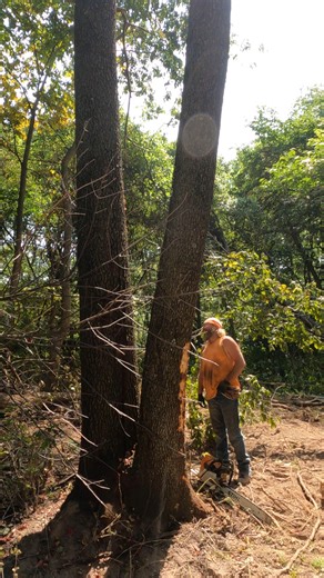 Hickory on the fence | Boys In The Woods