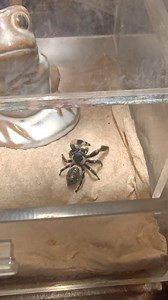 My boy Bruce Wayne! He hadn't eaten in over 3 weeks (he had prey in his terrarium, just wasn't hungry). Then last night he pounced until there was only a shriveled up carcass and he spent the rest of the evening grooming himself like the web kitties they are 🥰 Look at him scratching his little leg 🥹 | Lily Campos Nieberding