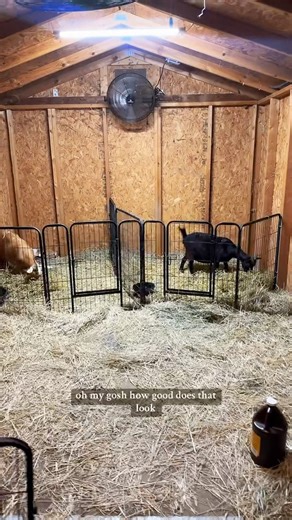 Bella is locked and loaded in the Kidding Kastle🤣🐐 | Katie Van Slyke