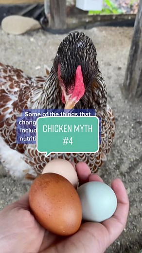 Tell us what changes your chickens laying habits! #egglayer #chickenegg #Chickeneggs #scrambledeggs