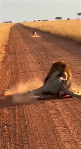 Crazy and funny animals.クレイジーで笑える動物 hilarious pet moments #funnyanimals #pets #cute