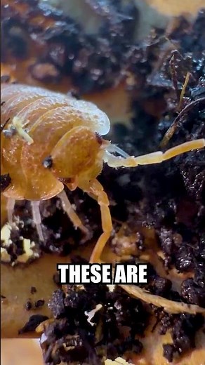 ORANGE ISOPODS #facts #isopods #animals #nature #biology #learning #vivarium #critters #fishtank